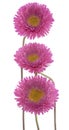 China aster