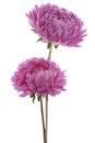 China aster Royalty Free Stock Photo