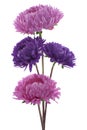 China aster Royalty Free Stock Photo