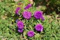 China aster or Callistephus chinensis flowering plant planted like small bush in local garden with dense purple flowers surrounded
