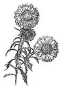 China Aster, the Comet Type vintage illustration Royalty Free Stock Photo