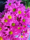 china aster flowers blooming muted pink