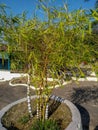 China bamboo plant in rock garden