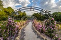 China Changchun Children`s Park landscape and blooming roses