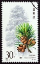 CHINA - CIRCA 1992: A stamp printed in China from the `Conifers` issue shows Cathaya argyrophylla, circa 1992. Royalty Free Stock Photo