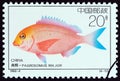 CHINA - CIRCA 1992: A stamp printed in China shows Japanese seabream Pagrosomus major, circa 1992.