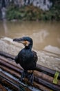 China Cormorant Bird