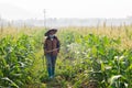 China corn farmers spraying pesticides Royalty Free Stock Photo