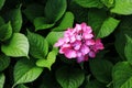 HydrangeaÃ¯Â¼ËHydrangea macrophyllaÃ¯Â¼â° Royalty Free Stock Photo