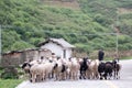 The old man who feeds sheep in the great Liangshan of China Royalty Free Stock Photo