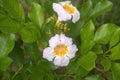 China Doll flowers: Radermachera yunnanensis