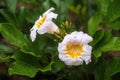 China Doll flowers: Radermachera yunnanensis