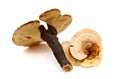 China Ganoderma medicine. Royalty Free Stock Photo