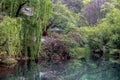 China, green plants and flowers reflected in the pond. Amazing landscape.