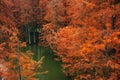 The metasequoia tree turns red in the autumn Royalty Free Stock Photo