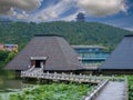 In summer, lotus flowers in full bloom