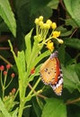 Macao Butterfly Insect Taipa Ecology Trail Wetlands Garden Macau Butterflies Monarch Danaus Plexippus Flower Blossom Floral Pods