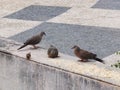 China Macao Pigeons Macau Birds Pigeon Gathering Mosaic Pavement Portuguese Architecture Tap Seac Square Sparrow Bird Outdoor