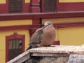 China Macao Pigeons Macau Birds Pigeon Gathering Mosaic Pavement Portuguese Architecture Tap Seac Square Sparrow Bird Outdoor