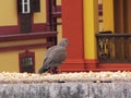 China Macao Dove Pigeons Macau Birds Pigeon Spotted Doves Mosaic Pavement Portuguese Architecture Tap Seac Square Bird Outdoor