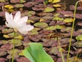 China Macao Taipa Ecology Trail Garden Outdoor Macau Dragonfly Halloween Penant Lotus Pond Flower Floral Blossom Petals Seeds Pods