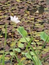 China Macao Taipa Ecology Trail Garden Outdoor Macau Dragonfly Halloween Penant Lotus Pond Flower Floral Blossom Petals Seeds Pods