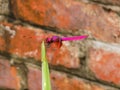 Roseate Skimmer Macau Dragonfly Buddhist Temple Sacred Pink Insect Red-Veined Darter Nomad Sympetrum Fonscolombii Rejuvenation