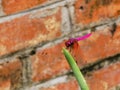 China Macao Nature Macau Buddhist Temple Sacred Insect Red Dragonfly Red-Veined Darter Nomad Sympetrum Fonscolombii Rejuvenation