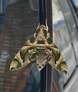 China Macau Insect Macao Rare Species Camouflage Pattern Pandorus Sphinx Moth Nature Green Protective Neutral Color