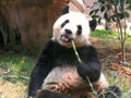 China Macau Taipa Outdoor Macao Giant Panda Pavilion Coloane Panda eating bamboo as snack food