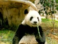 China Macau Taipa Outdoor Macao Giant Panda Pavilion Coloane Panda eating bamboo as snack food