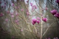 China magnolia flower