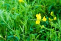 China meadow Lathyrus pratensis