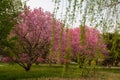 China National Botanical Garden spring