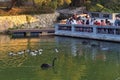 China Nature Zhuhai Xiangshan Park Garden Animals Fish Ponds Baby Swan Lake Black Swans Swimming Ducks Family Ducklings Swim