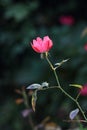 Single roseÃ¯Â¼ËRosa chinensis var. spontanea Rehd.et Wils. YÃÂ¼ etÃ¯Â¼â°