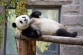 China. Panda at Beijing Zoo Royalty Free Stock Photo