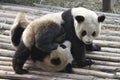 China Panda in Chengdu