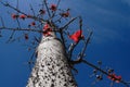 China Panzhihua tree Royalty Free Stock Photo