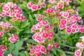 China Pink , Dianthus chinensis L. flower