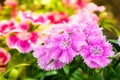 China Pink , Dianthus chinensis L. flower