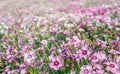 China pink flowers blooming in a specialized Dutch flower seed nursery Royalty Free Stock Photo