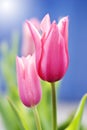 China pink tulip Royalty Free Stock Photo