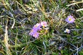 China, primrose bloom on the Tibetan plateau at an altitude of about 5000 meters above sea level