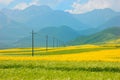 China Qinghai Flower and Field Landscape