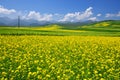 China Qinghai Flower and Field Landscape