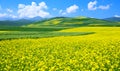 China Qinghai Flower Landscape