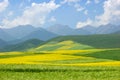 China Qinghai Flower Landscape