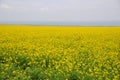 China Qinghai lake cole flowers