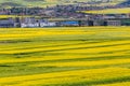 China Qinghai Menyuan of flowers